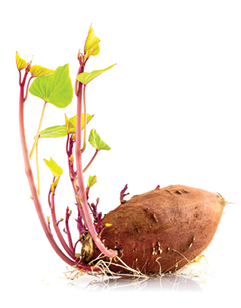 Sweet potato the best vegetarian organic food grow up with roots and green leave isolated on white background