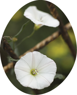 White Flowers