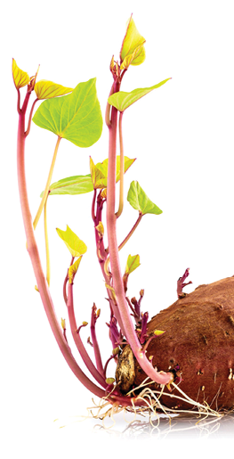 Sweet potato the best vegetarian organic food grow up with roots and green leave isolated on white background