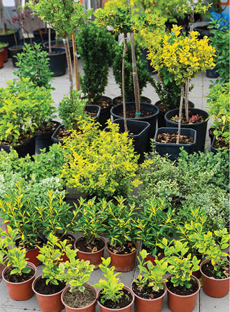 Garden flowers in the garden center. Sale of plants