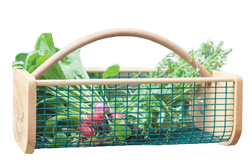 A large garden hod (basket) sits with freshly picked beets and lettuce greens (arugula) from a patio garden. Easy vegetables to grow for beginner gardeners.