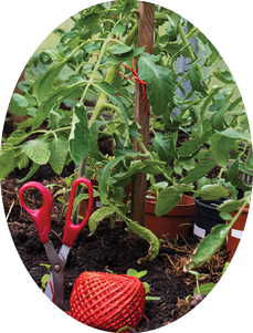 growing tomatoes in a greenhouse and a cord with scissors