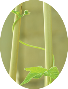 “A young dwarf french bean plant, climbing up bamboo poles. Shallow depth of field."