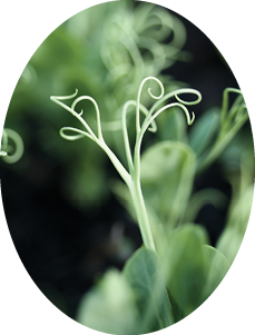 Result of planting dried peas in compost producing crunchy sweet stems.