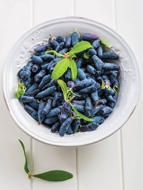 Delicious and healthy honeyberry (lonicera) in the bowl