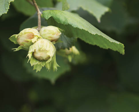 Fresh hazelnuts on a branch with green leaves 2