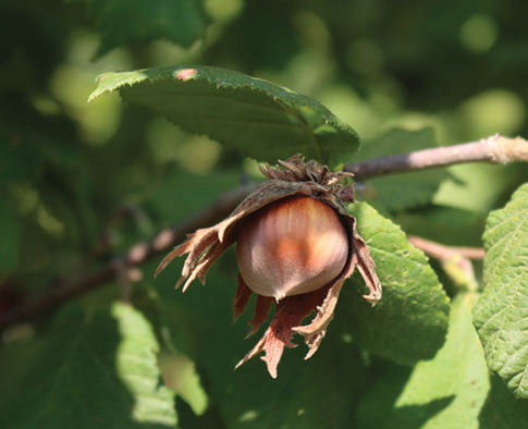 Close up of hazelnut hanging from the branches of a hazel tree. Corylus avellana