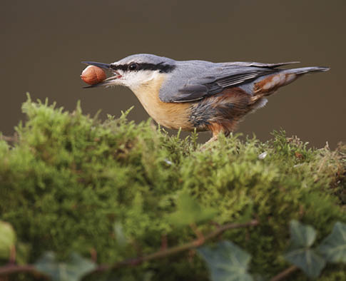 A European Nuthatch,Sitta europaea,with a peanut on a moss covered log.