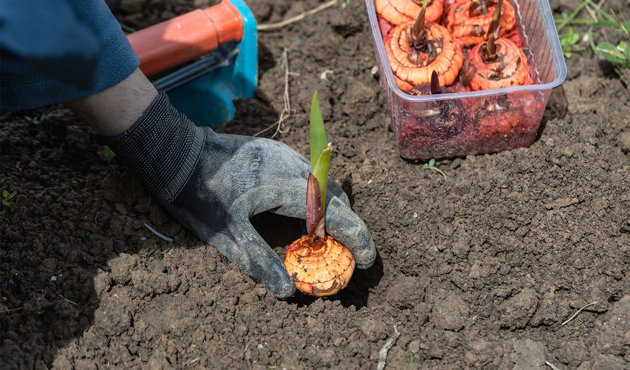 Une femme plante des bulbes de tulipes, crocus, jonquilles, et autres fleurs printanières pour profiter d’une floraison dès le retour du printemps