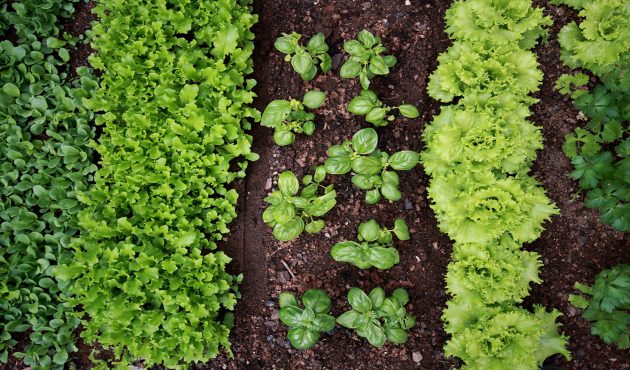 10 légumes faciles à cultiver
