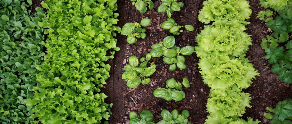 10 légumes faciles à cultiver