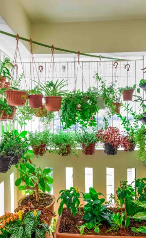 4 conseils pour cultiver des plantes sur un balcon