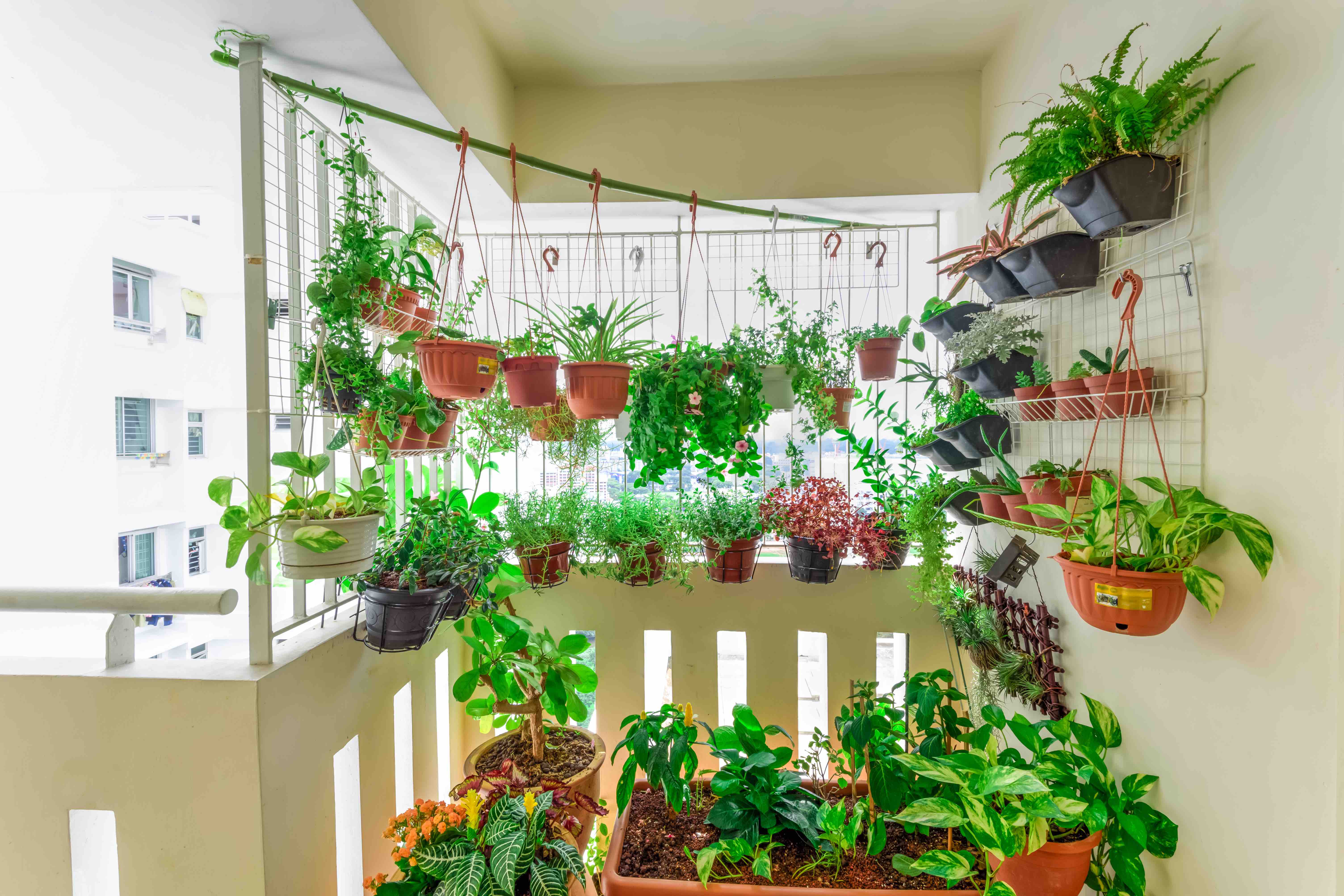 4 Conseils Pour Cultiver Des Plantes Sur Un Balcon Du Jardin Dans Ma Vie