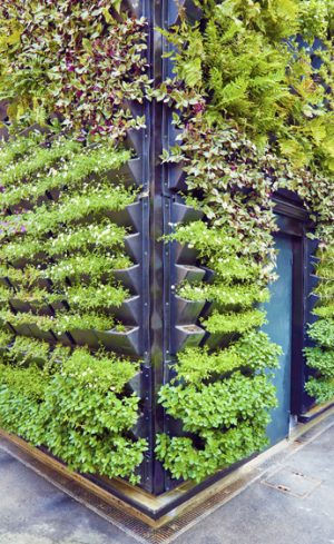 Quelques trucs pour bien réussir vos murs végétaux