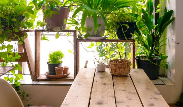 Quand doit-on rempoter les plantes d’intérieur?