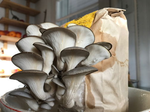 Kit pour faire pousser des champignons à la maison en 15 jours