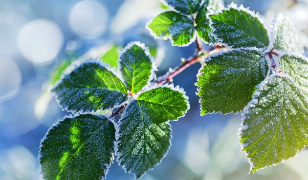 Protection des plantes en pot l'hiver