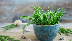 Salicorne fine herbe