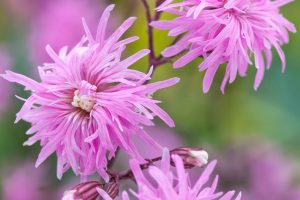 Lychnis ‘Petite Jenny’