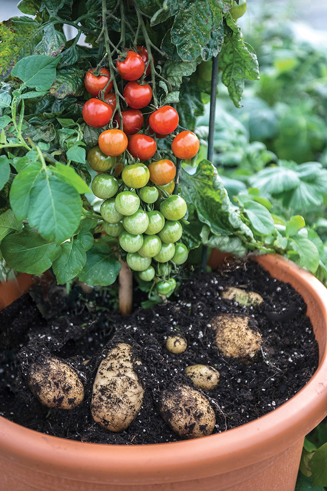 Meilleure tomate à jardin