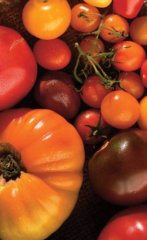 Meilleures tomates à cultiver au jardin selon vos goûts