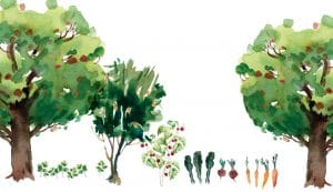 Forêt nourricière