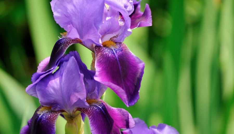 Iris en bouquet de fleurs