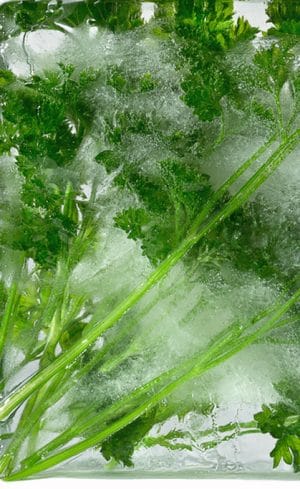 Conseils pour congeler vos fines herbes
