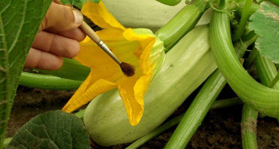 Un jardinier pollinise lui-même ses fleurs de courgette