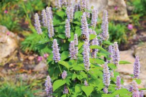 Agastache fenouil