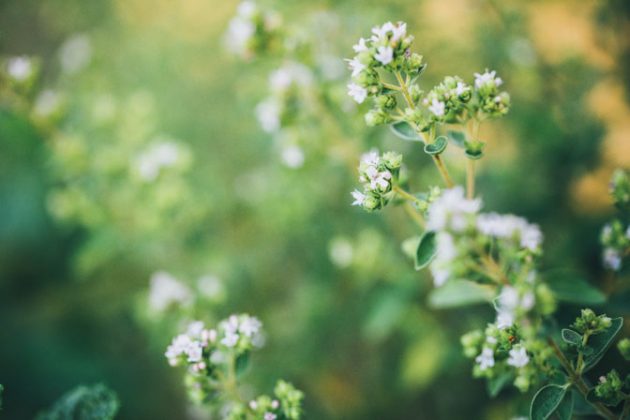 Top 10 Des Fines Herbes Annuelles Et Vivaces à Mettre Au Jardin