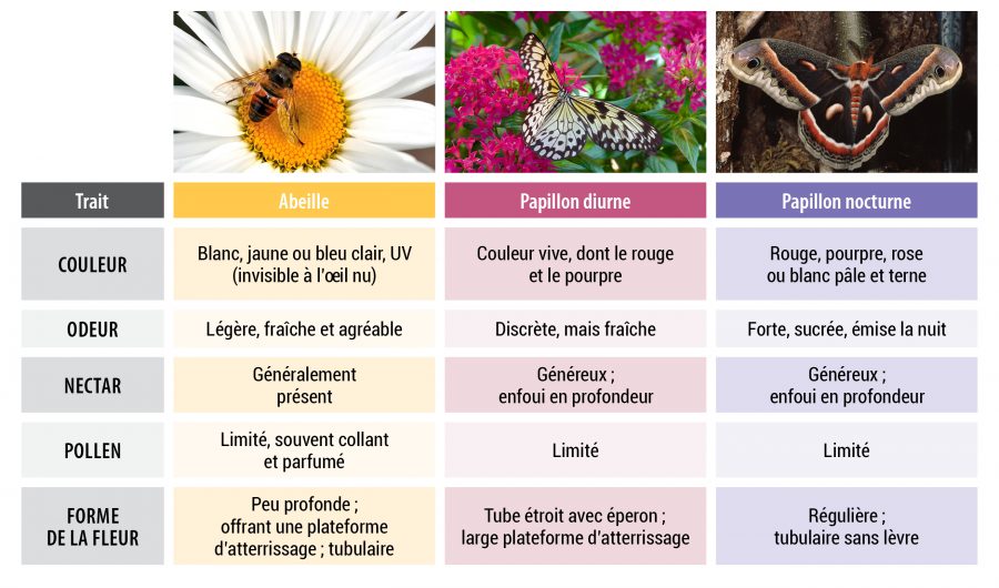 Un jardin pour attirer les pollinisateurs