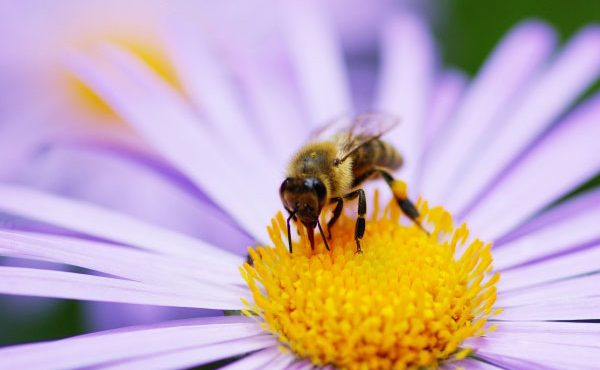 Comment attirer les différents pollinisateurs au jardin