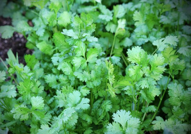 Top 10 Des Fines Herbes Annuelles Et Vivaces à Mettre Au Jardin