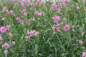 Lychnis ‘Petite Jenny’