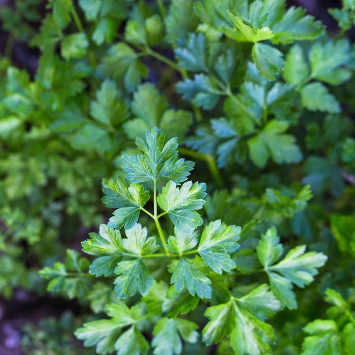 Fines herbes-Persil frisé-Petroselinum crispum 3000 graines-Home Growing All Year 