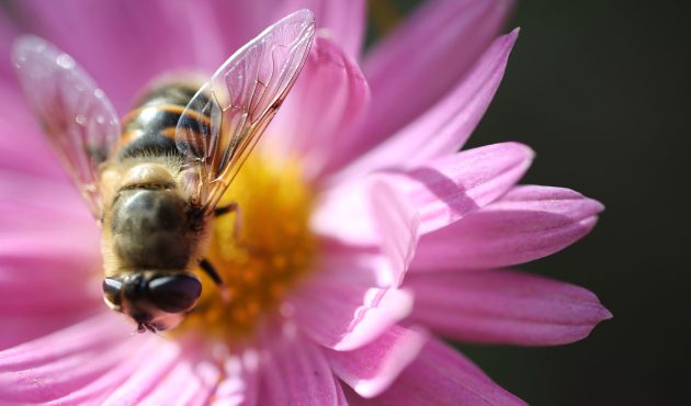 Planter des fleurs pour sauver les abeilles