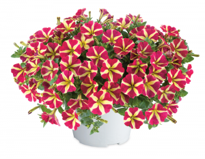 Plante tendance de l ete