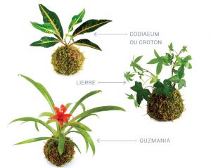 Plantes pour kokedama
