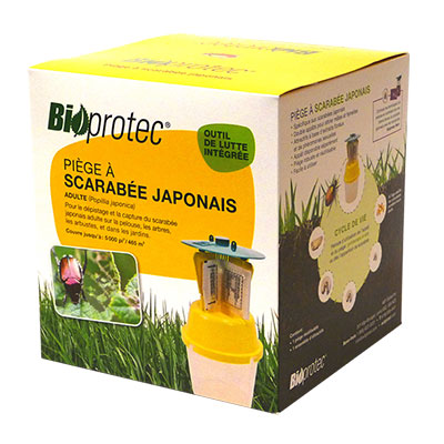 pièce à scarabées japonais en vente chez Botanix