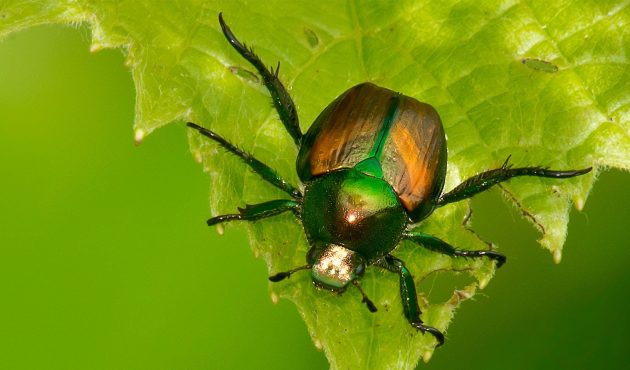 Comment se débarrasser des scarabées japonais au jardin