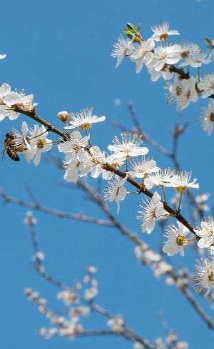 5 alternatives au lilas japonais