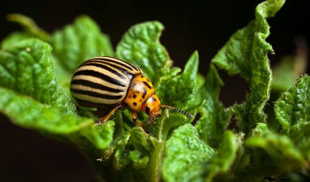 Bibitte A Patate Perce Oreille Et Coccinelle Asiatique Comment Les Controler Au Jardin Du Jardin Dans Ma Vie