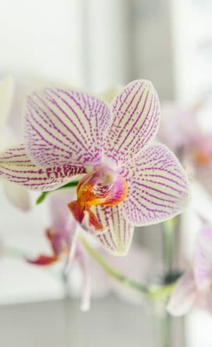 Comment entretenir une orchidée pour qu’elle refleurisse