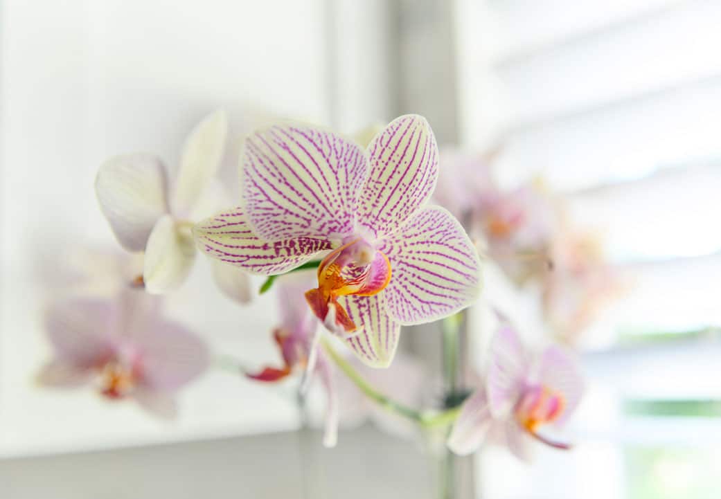 Comment entretenir une orchidée pour qu'elle refleurisse