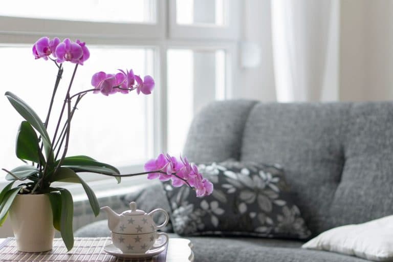 Comment Entretenir Une Orchidée Pour Qu'elle Refleurisse - Du Jardin ...