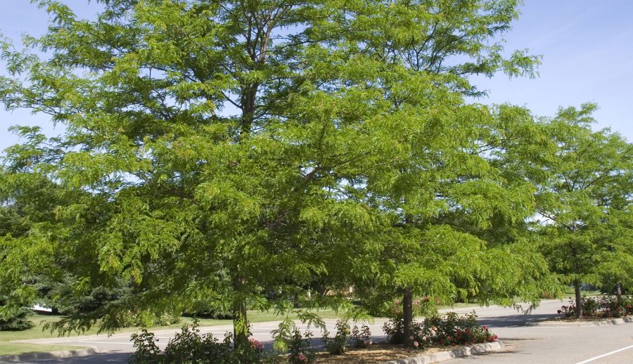 Quel arbre planter devant une maison - Du jardin dans ma vie
