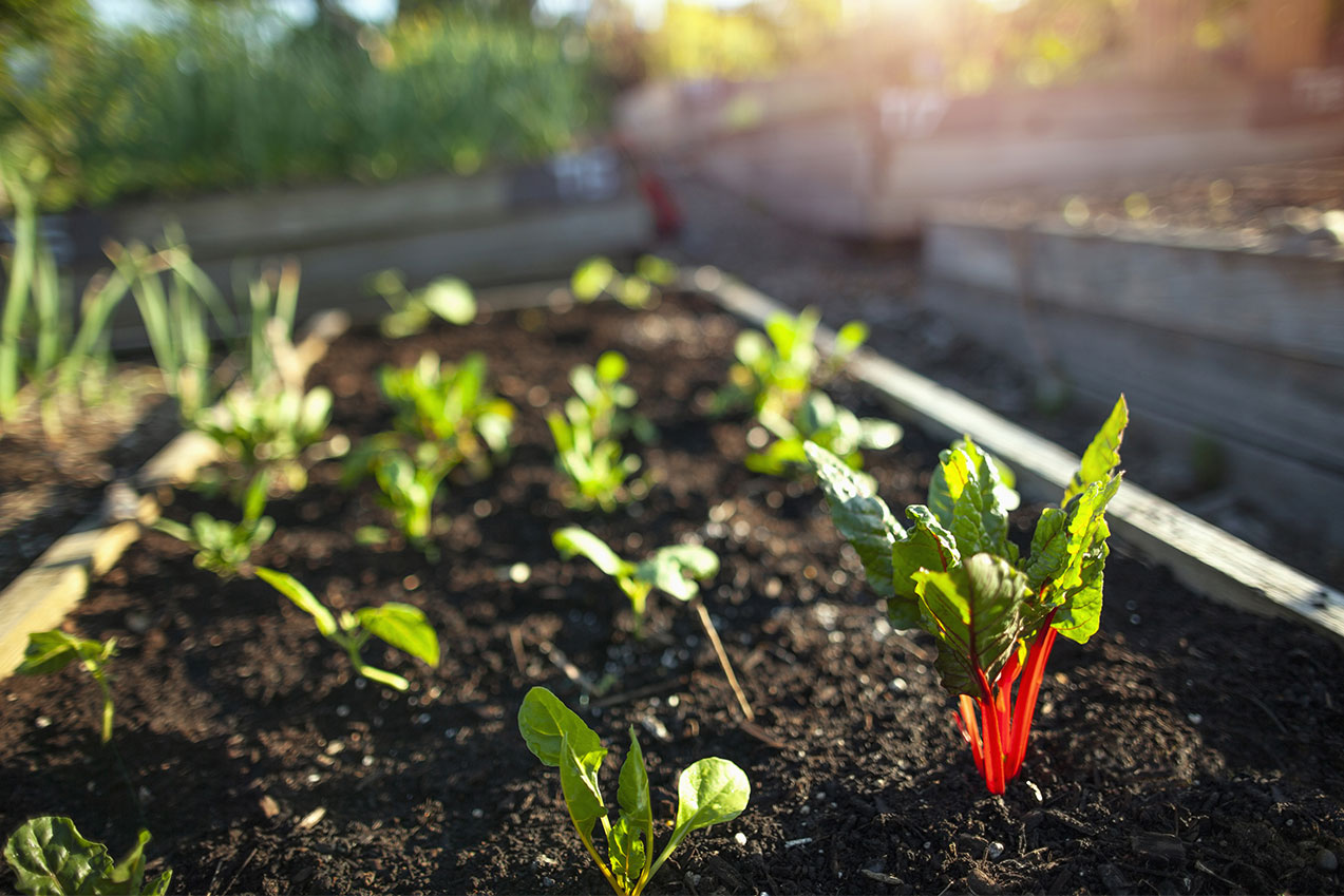 Place à notre guide pratique pour la création de votre potager et pour son entretien hebdomadaire !