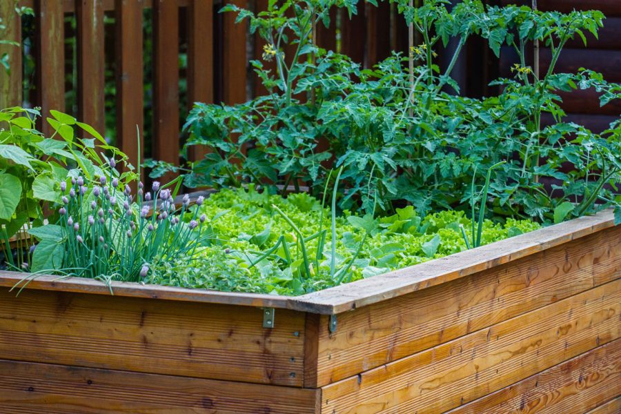 Comment faire un potager productif pour 4 personnes
