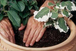 planter culture en pot